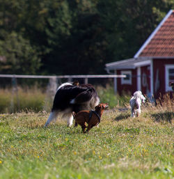 Cow grazing on grassy field