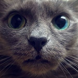 Close-up portrait of a cat