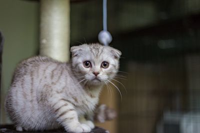 Close-up portrait of a kitten