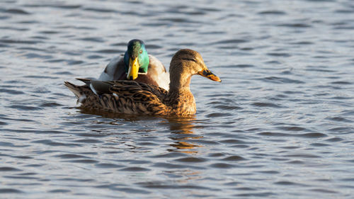 Couple of mallard ducks in bushy park, london