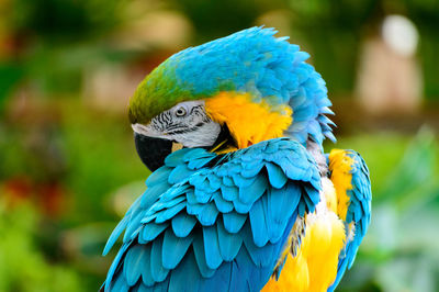 Blue and golden macaw, a wonderful big bird with colorful feathers