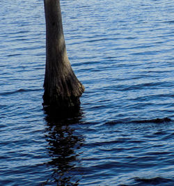 View of bird in lake