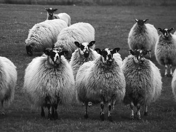 Flock of sheep on field