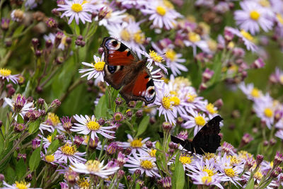 Close-up of butterfly pollinating on flower