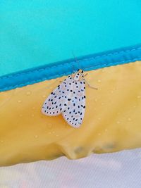 Close-up of butterfly on yellow flower