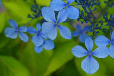 Close-up of blue hydrangeas blooming outdoors