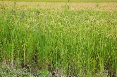 Crops growing on field