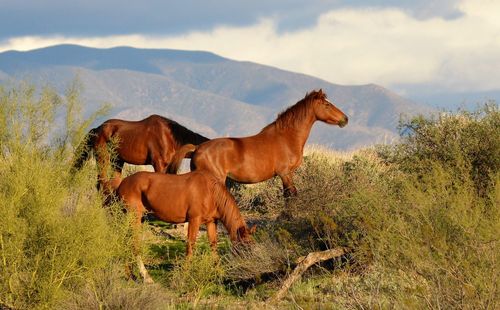 Horses on a field