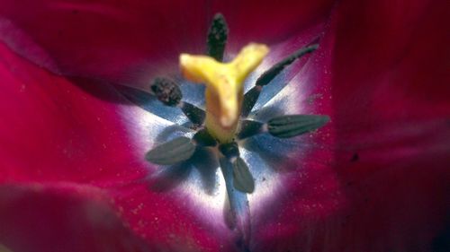 Full frame shot of red flower