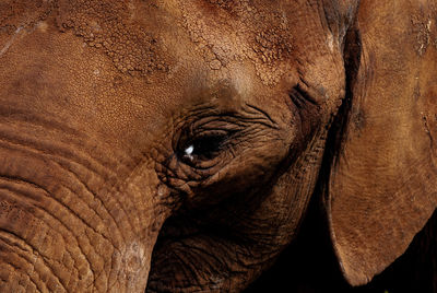 Close-up of elephant