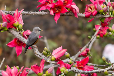 Chestnut-tailed starling perching by pink flowers on branch