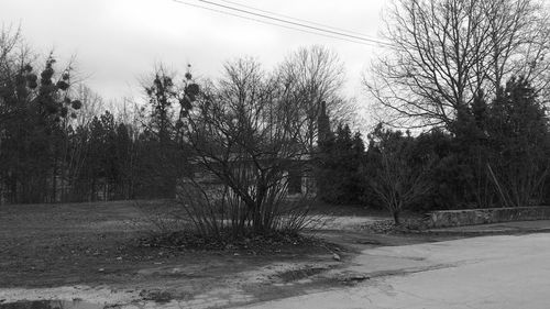 Trees in park