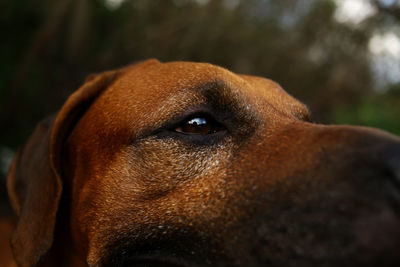 Close-up of a dog looking away