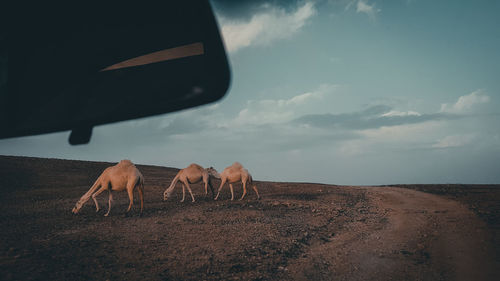 Horse standing on field against sky