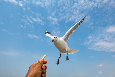 Seagull flying on the beautiful blue sky. chasing after food.