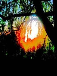 Trees at sunset