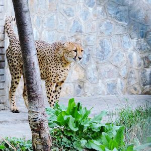 Cat in a zoo