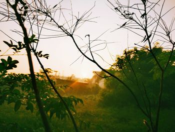 Close-up of plants against sky during sunset