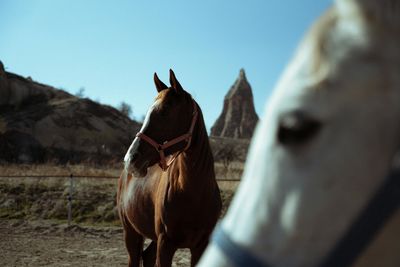 Horse standing on field against sky