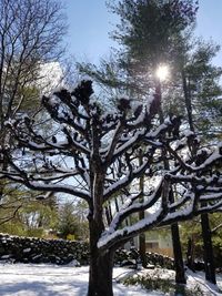 Bare trees against sky during winter