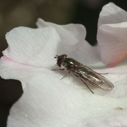 Close-up of insect