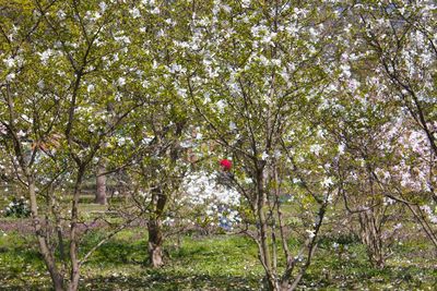 Red flowers growing on tree