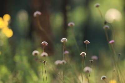 Close-up of flowering plants on field