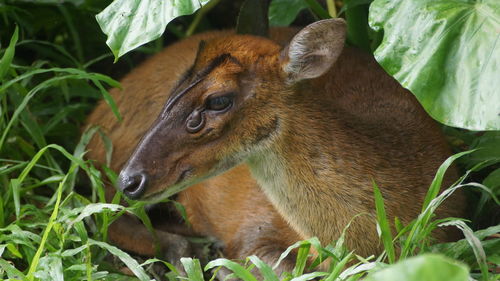 Close-up of an animal on field