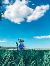 Close-up of purple flowering plant on field against sky