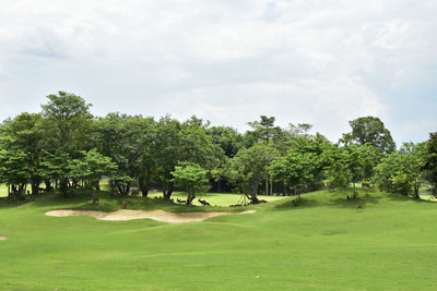 Trees on field against sky