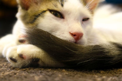 Close-up of a cat resting