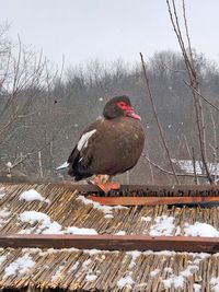 Bird perching on snow covered field