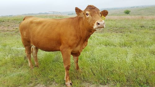 Side view portrait of brown cow standing on grassy field