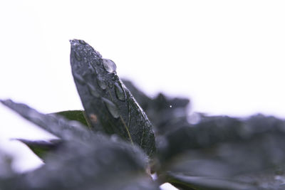 Close-up of wet plant during winter