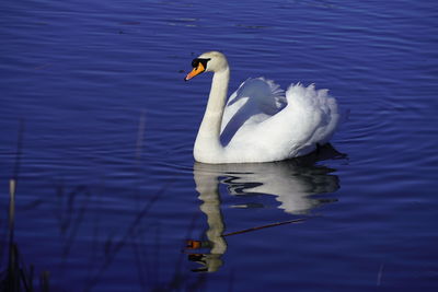 Swan swimming in lake