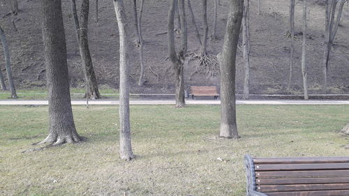 Empty bench on field against trees