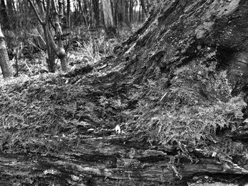 Trees in forest