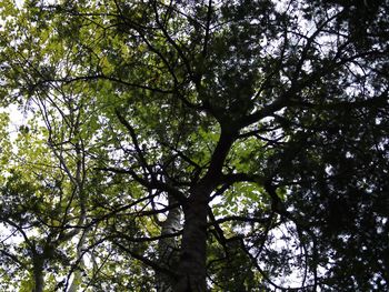 Low angle view of trees against sky