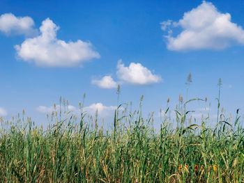 sky