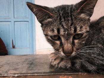 Close-up of cat