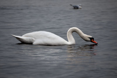 Swan swimming in the sea