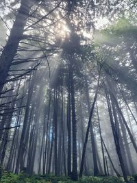 Low angle view of trees in forest