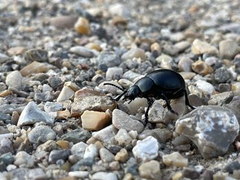 Close-up of insect on pebbles