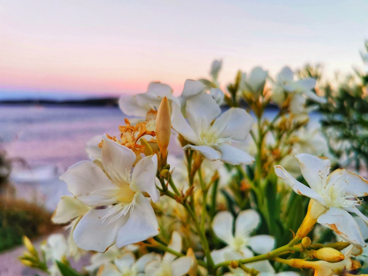 CLOSE-UP OF WHITE FLOWERING PLANTS AGAINST SKY