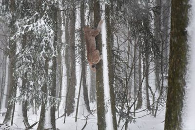 Trees in forest during winter