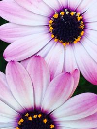 Close-up of pink flower