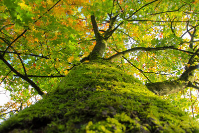 Tree in forest