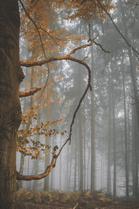 Trees growing in forest during autumn