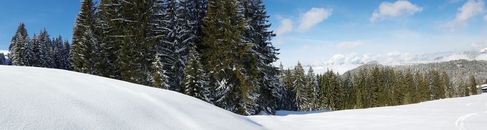 Panoramic view of trees against sky during winter