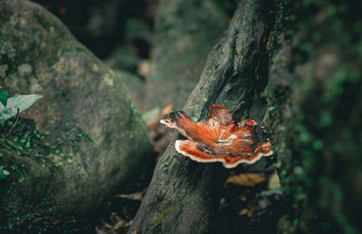 Close-up of orange leaf on tree trunk